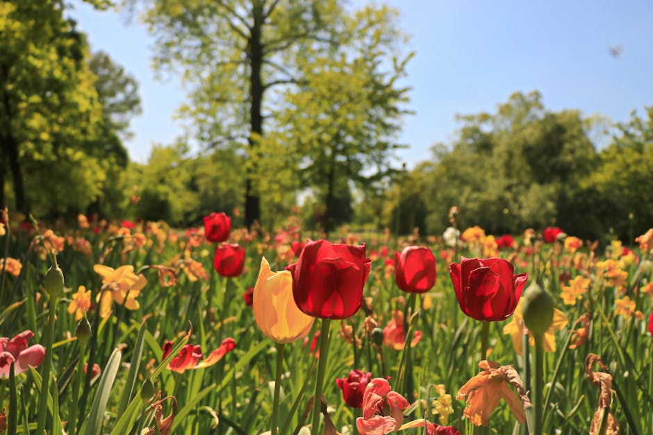 A vibrant garden scene featuring a variety of fresh tulips and daffodils in shades of red, yellow, and peach, arranged in a floral bouquet held by a hand, with a backdrop of green trees and a clear bl