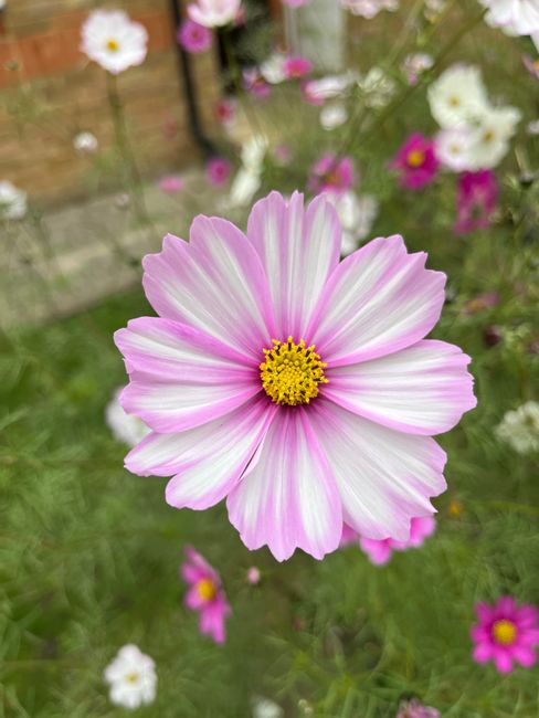 Close-up of a single cosmos flower with large, delicate petals that are white with pink streaks radiating from the center. The flower has a bright yellow central disc and is held by a hand, suggesting